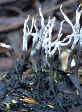 F55 Candle Snuff (Xylaria hypoxylon)